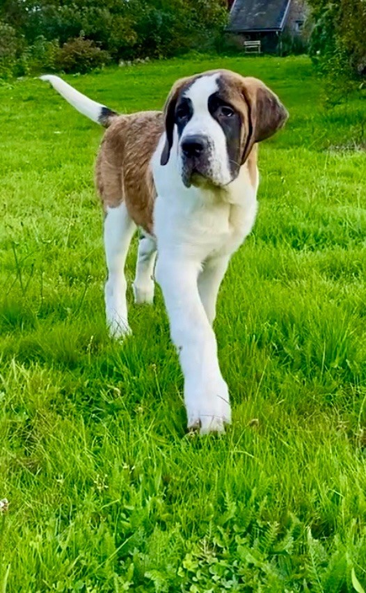 Du Morvan Des Lacs - Chiot disponible  - Chien du Saint-Bernard