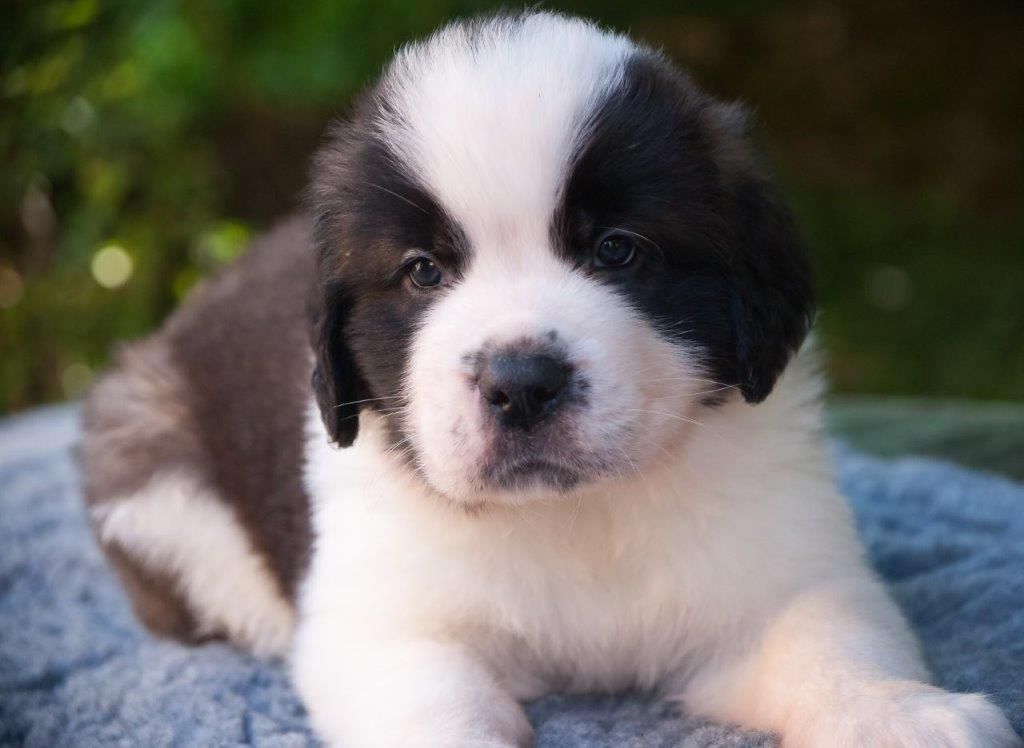 Du Morvan Des Lacs - Chiot disponible  - Chien du Saint-Bernard