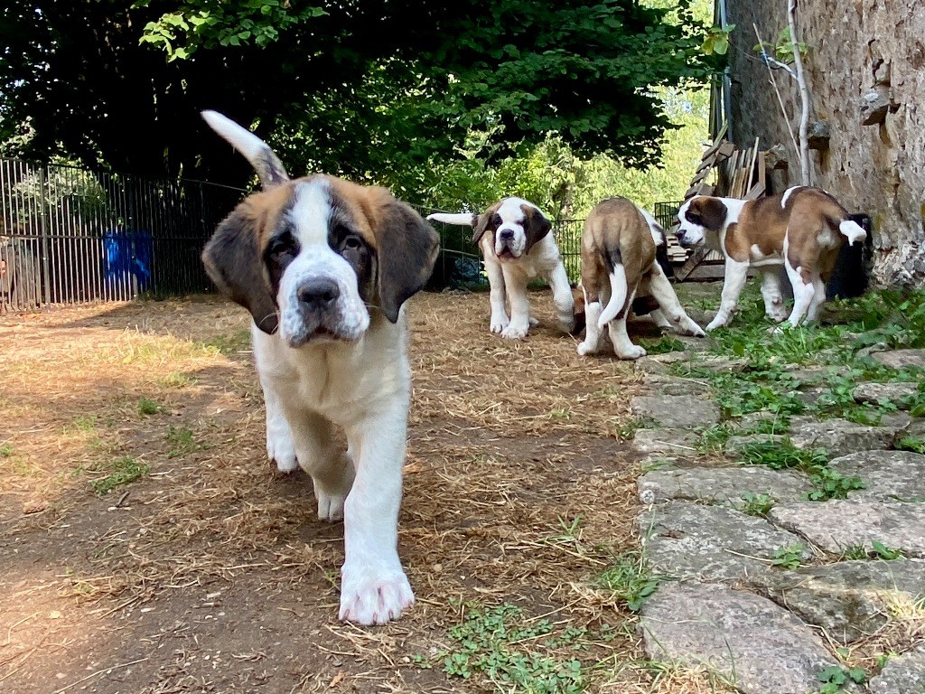 Du Morvan Des Lacs - Chiot disponible  - Chien du Saint-Bernard