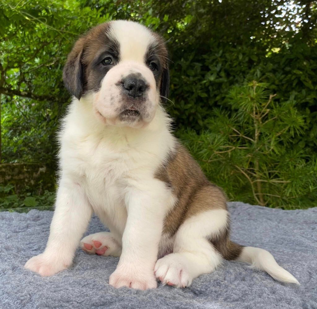 Du Morvan Des Lacs - Chiot disponible  - Chien du Saint-Bernard