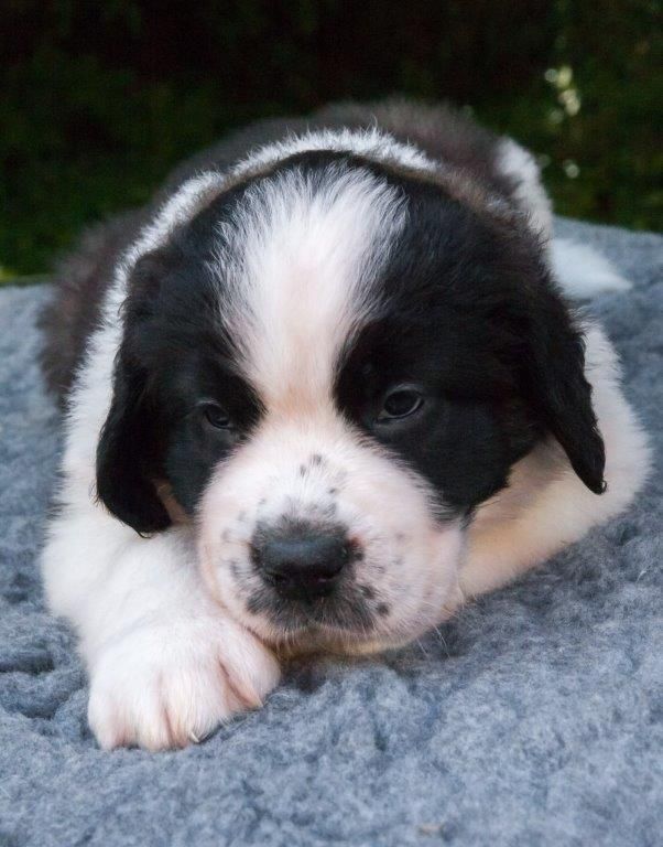 Du Morvan Des Lacs - Chiot disponible  - Chien du Saint-Bernard