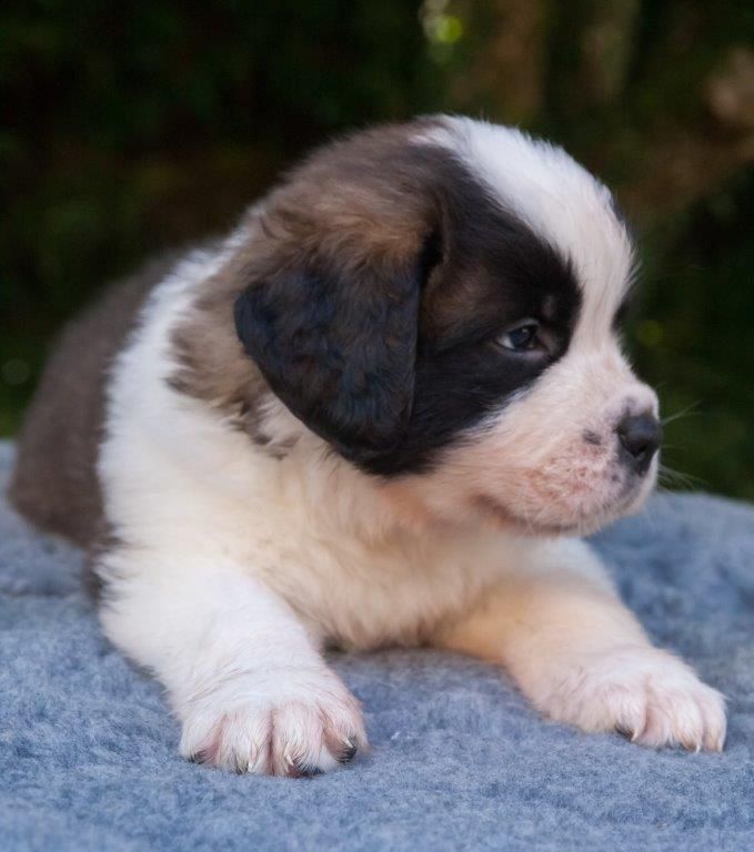 Du Morvan Des Lacs - Chiot disponible  - Chien du Saint-Bernard