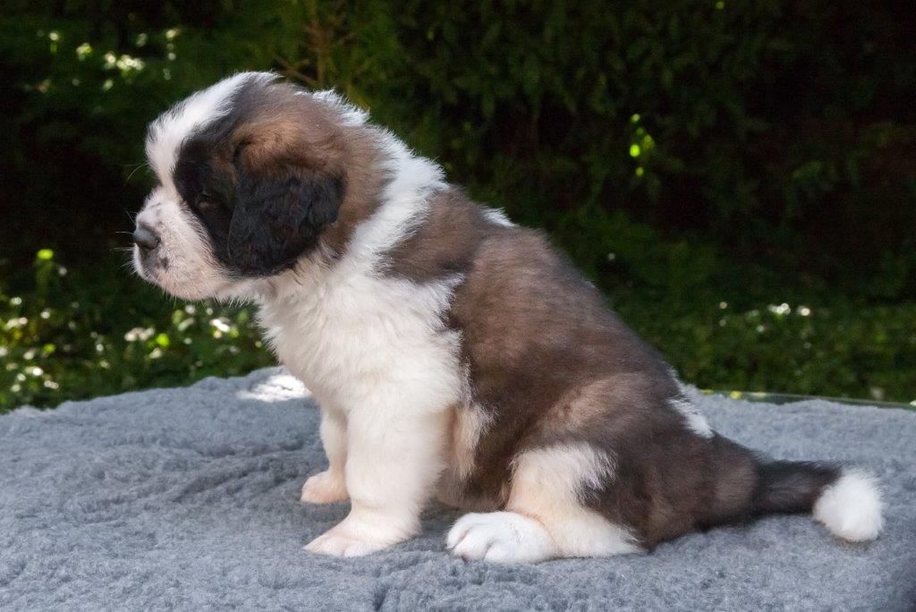 Du Morvan Des Lacs - Chiot disponible  - Chien du Saint-Bernard