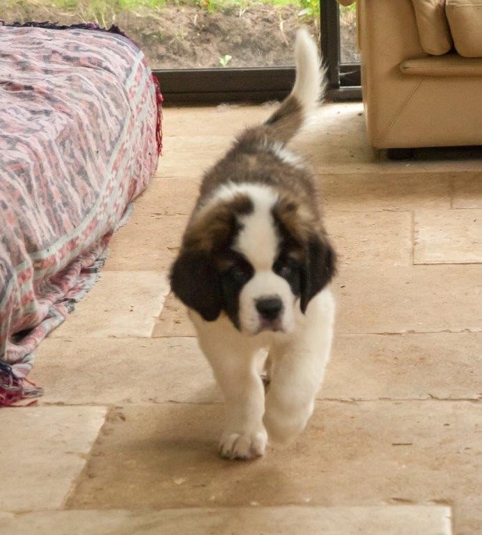 Du Morvan Des Lacs - Chiot disponible  - Chien du Saint-Bernard