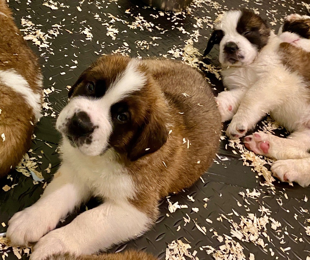 Du Morvan Des Lacs - Chiots disponibles - Chien du Saint-Bernard