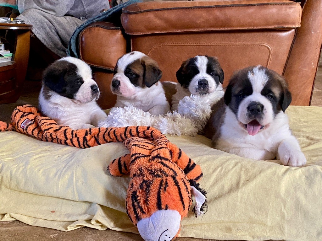 Chiot Chien du Saint-Bernard Du Morvan Des Lacs