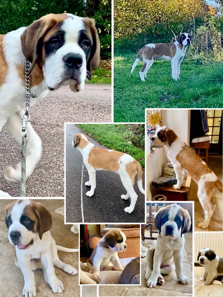 Du Morvan Des Lacs - Chiots disponibles - Chien du Saint-Bernard