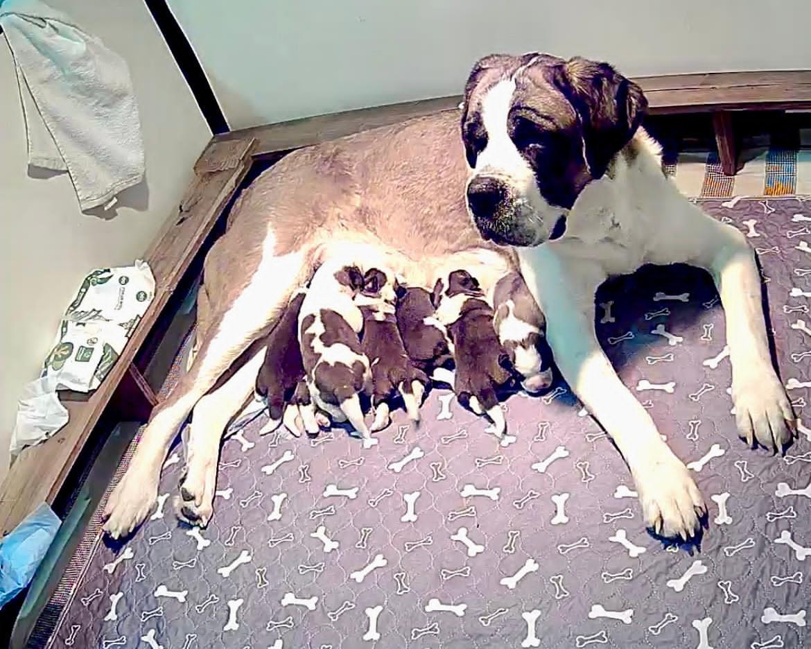 Chiot Chien du Saint-Bernard Du Morvan Des Lacs