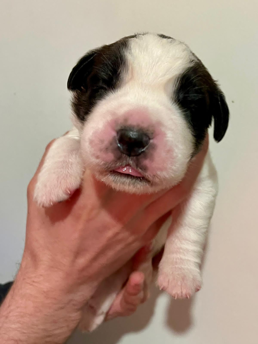 Du Morvan Des Lacs - Chiots disponibles - Chien du Saint-Bernard