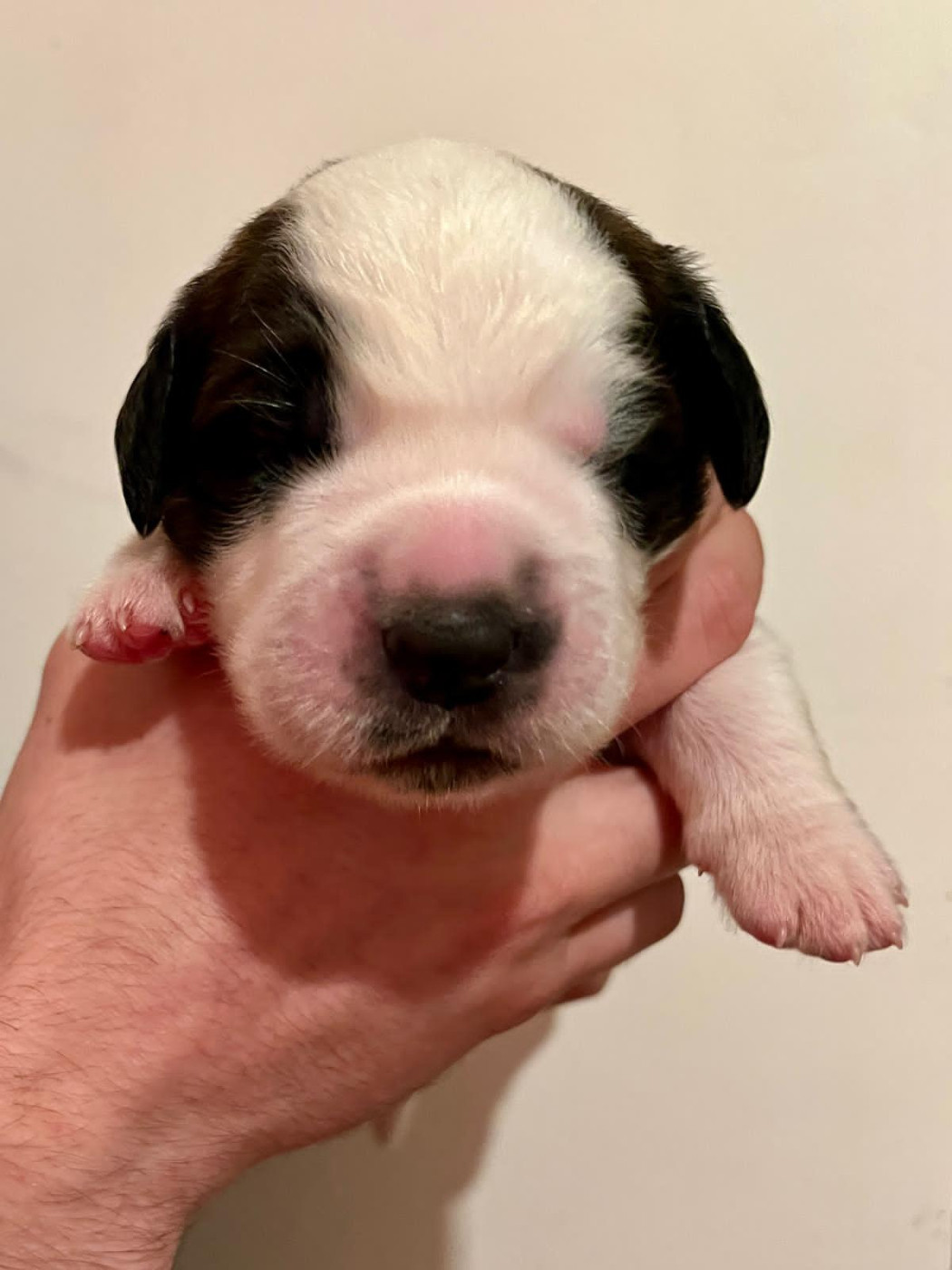 Du Morvan Des Lacs - Chiots disponibles - Chien du Saint-Bernard
