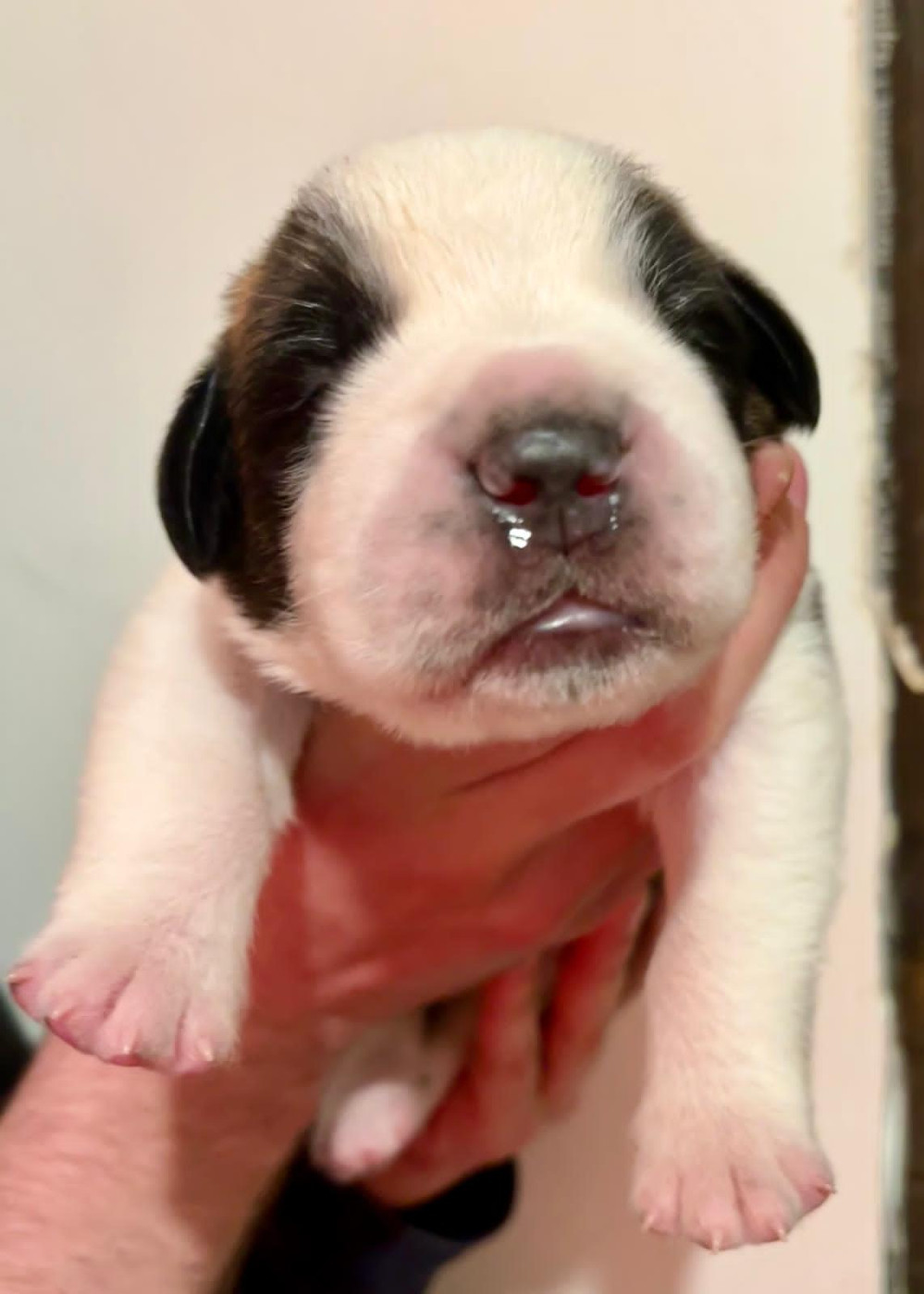 Du Morvan Des Lacs - Chiots disponibles - Chien du Saint-Bernard