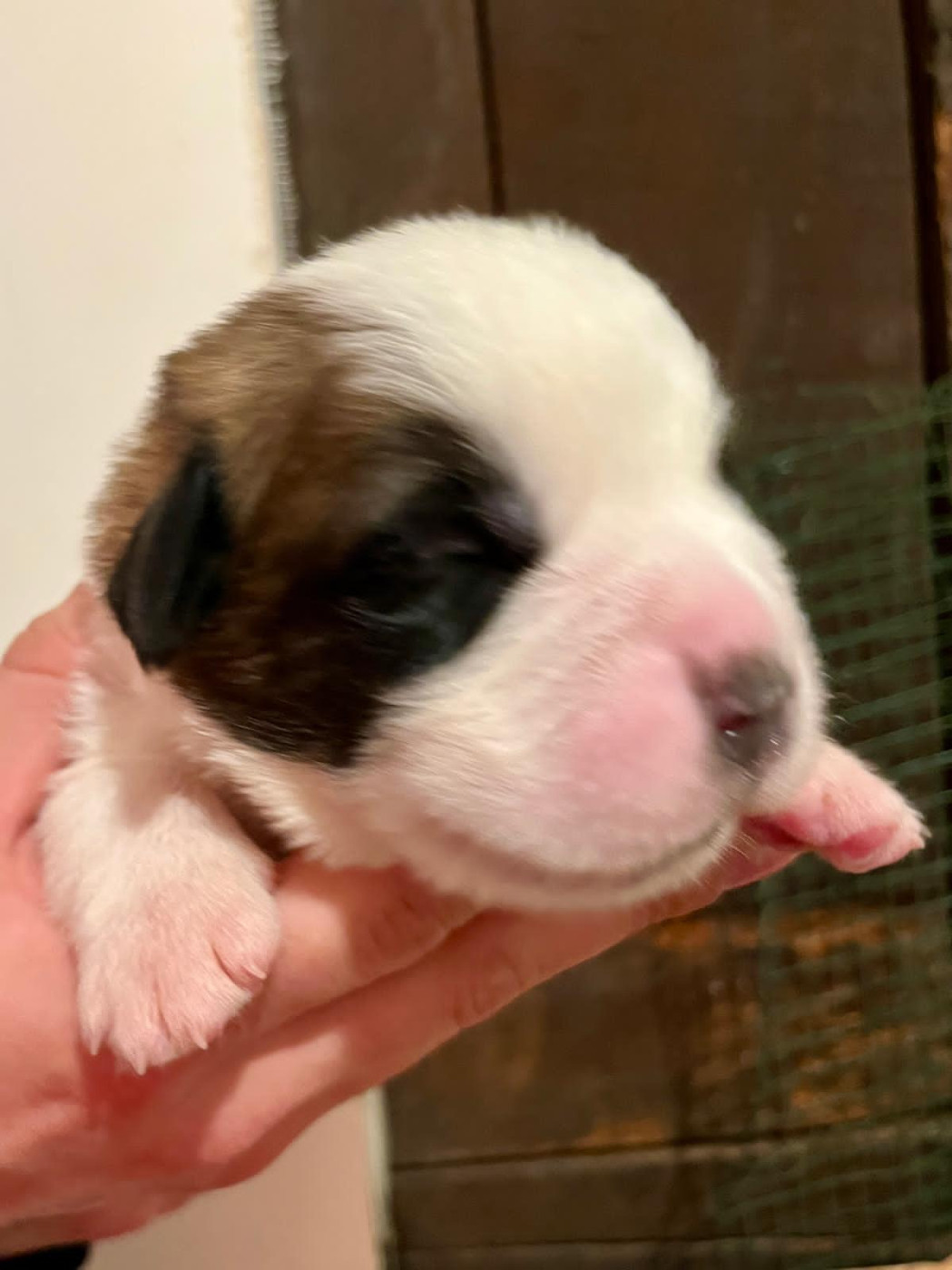 Du Morvan Des Lacs - Chiots disponibles - Chien du Saint-Bernard