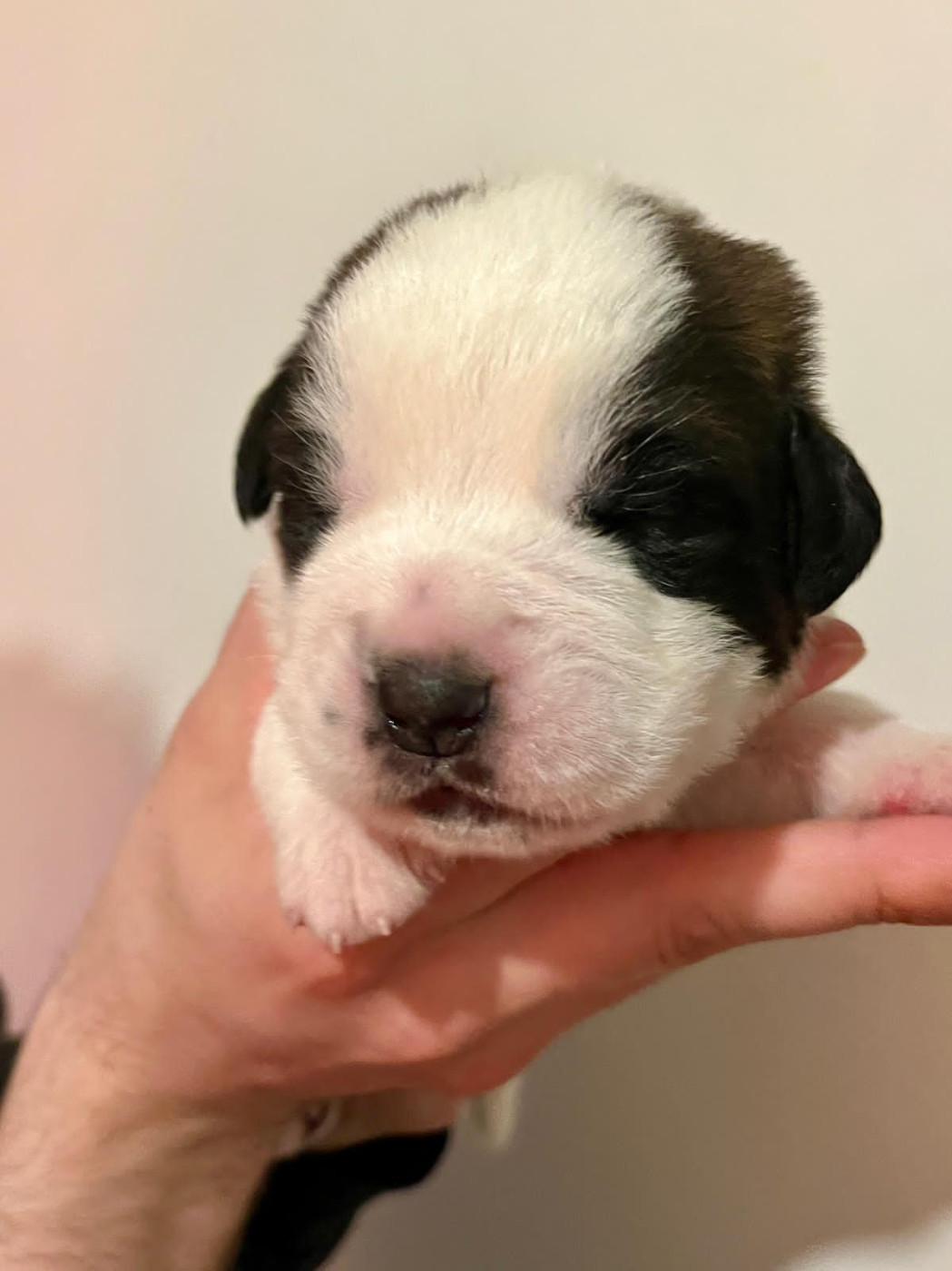 Du Morvan Des Lacs - Chiots disponibles - Chien du Saint-Bernard