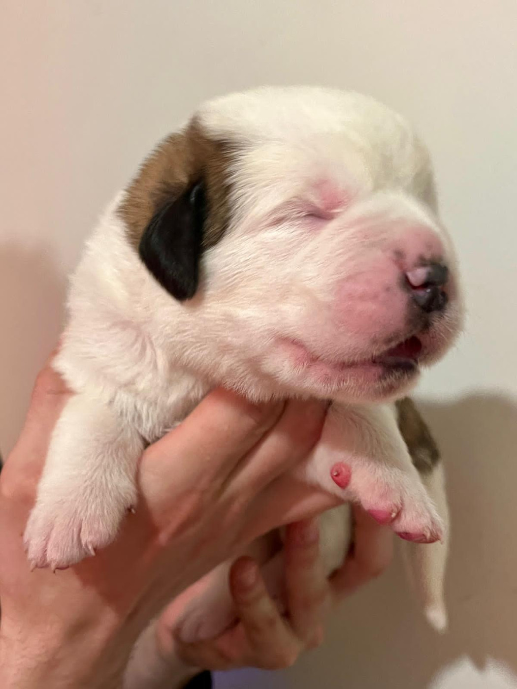Du Morvan Des Lacs - Chiots disponibles - Chien du Saint-Bernard