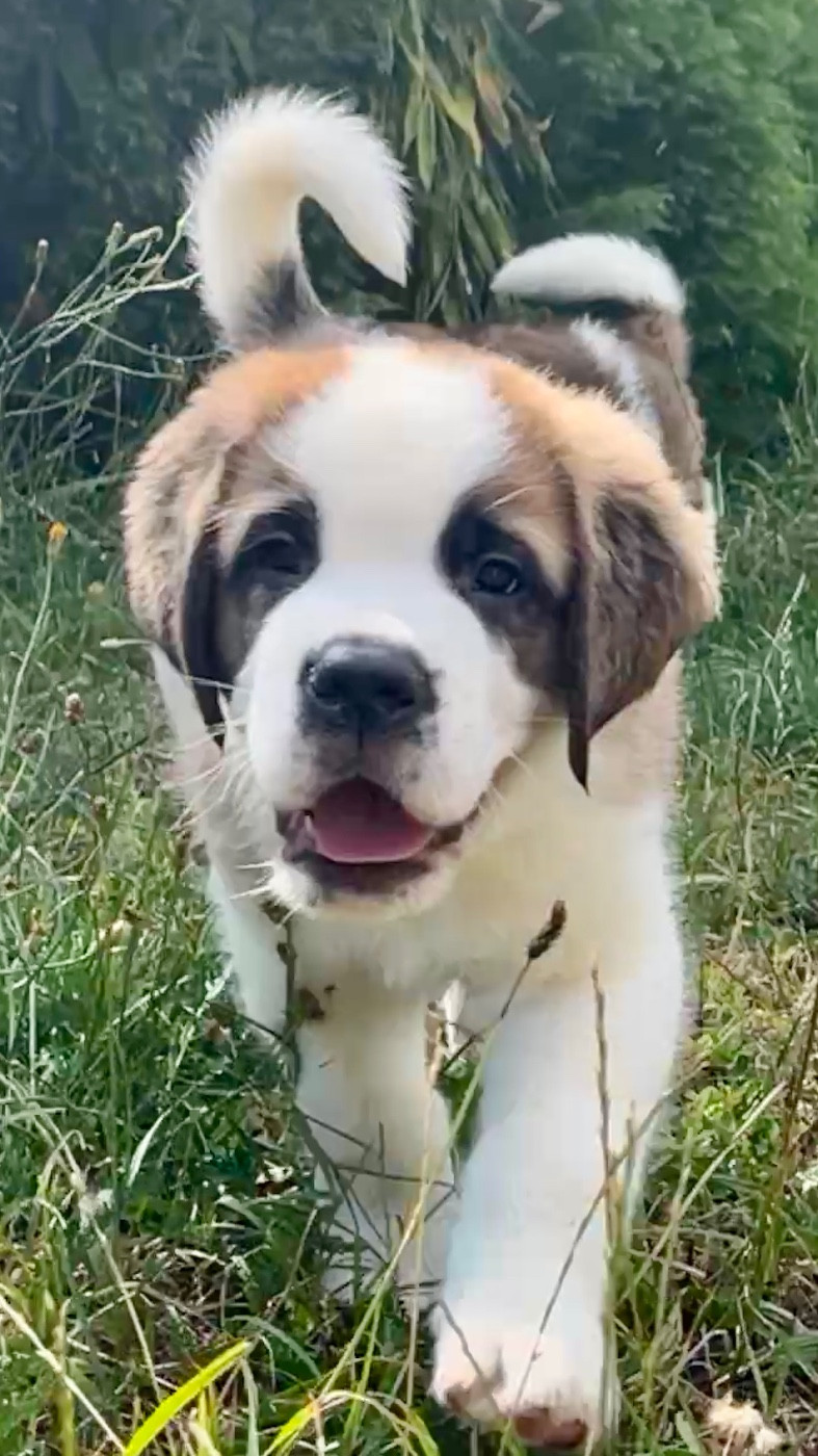 Du Morvan Des Lacs - Chiots disponibles - Chien du Saint-Bernard