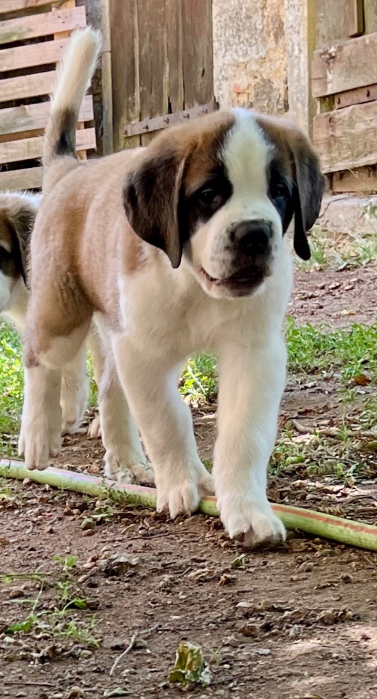 Du Morvan Des Lacs - Chiots disponibles - Chien du Saint-Bernard