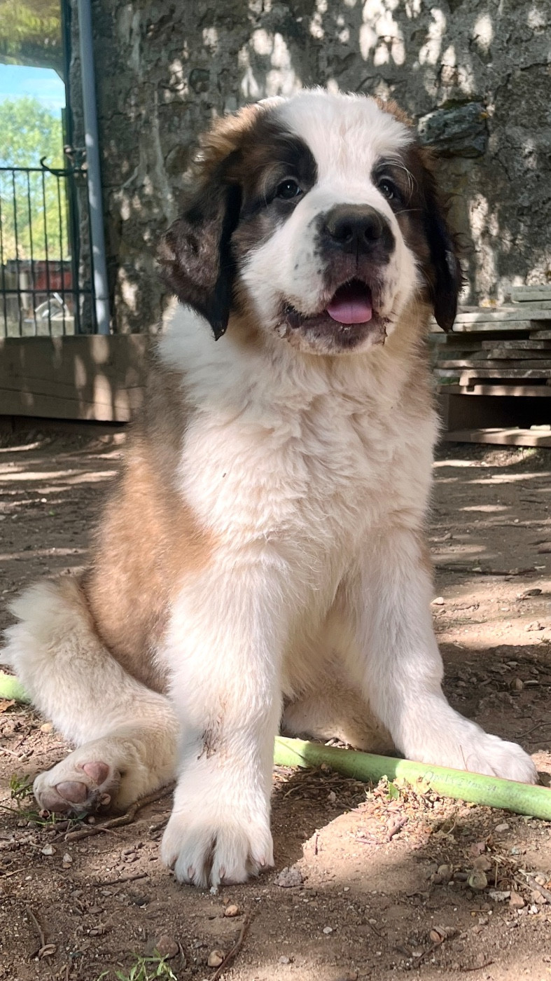 Du Morvan Des Lacs - Chiots disponibles - Chien du Saint-Bernard