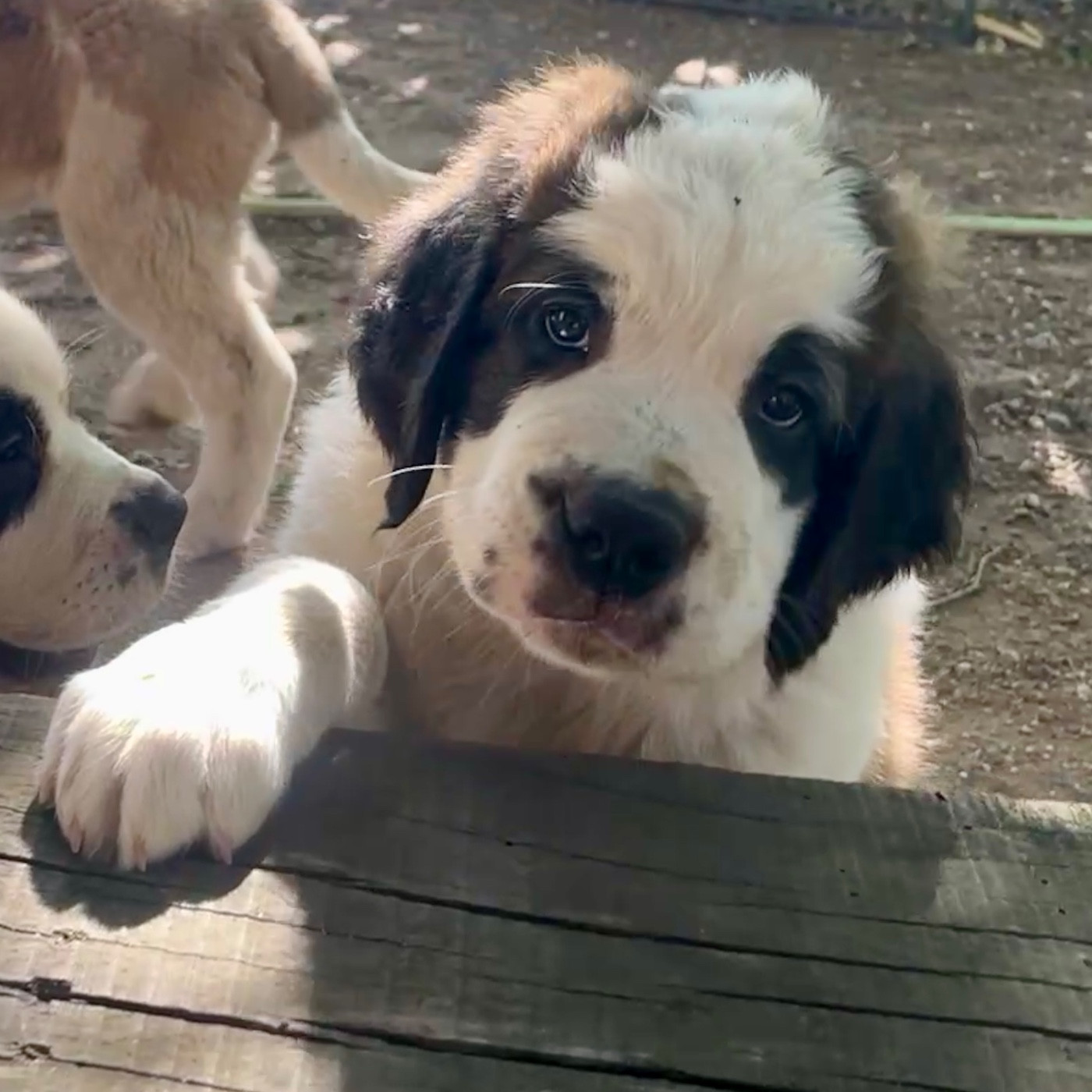 Du Morvan Des Lacs - Chiots disponibles - Chien du Saint-Bernard