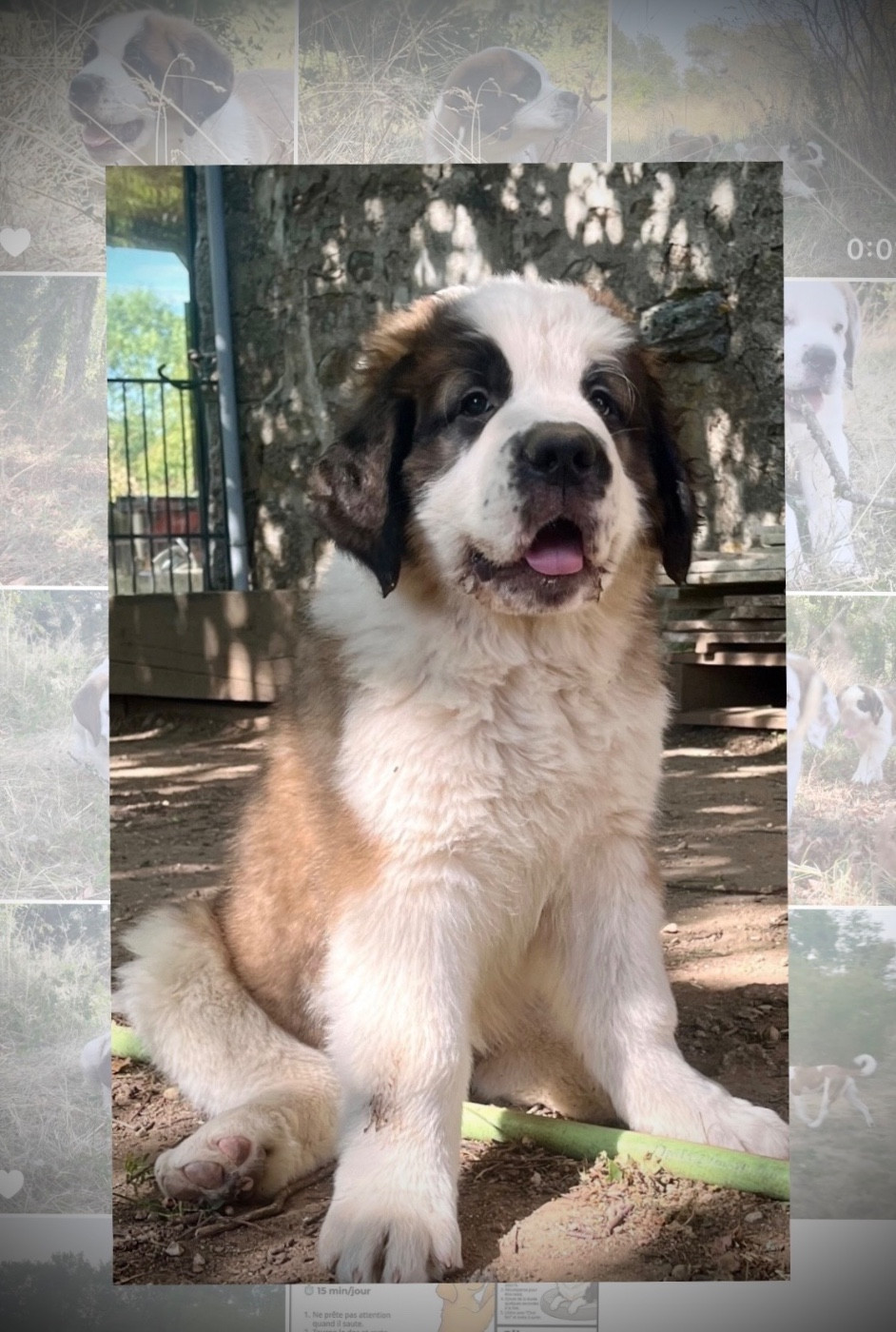 Du Morvan Des Lacs - Chiots disponibles - Chien du Saint-Bernard