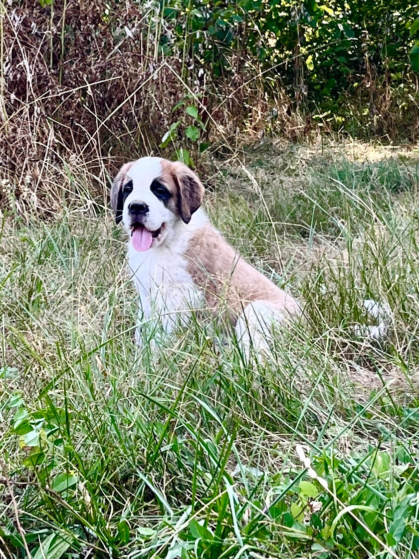 Du Morvan Des Lacs - Chiots disponibles - Chien du Saint-Bernard