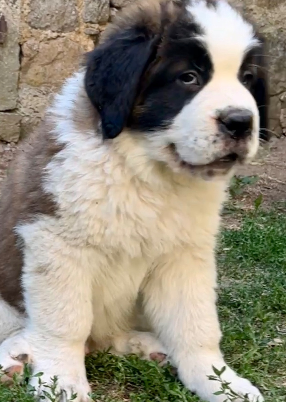 Du Morvan Des Lacs - Chiots disponibles - Chien du Saint-Bernard