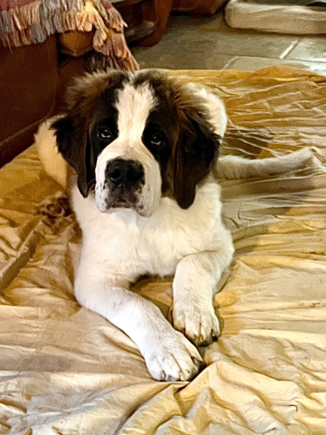 Du Morvan Des Lacs - Chiots disponibles - Chien du Saint-Bernard