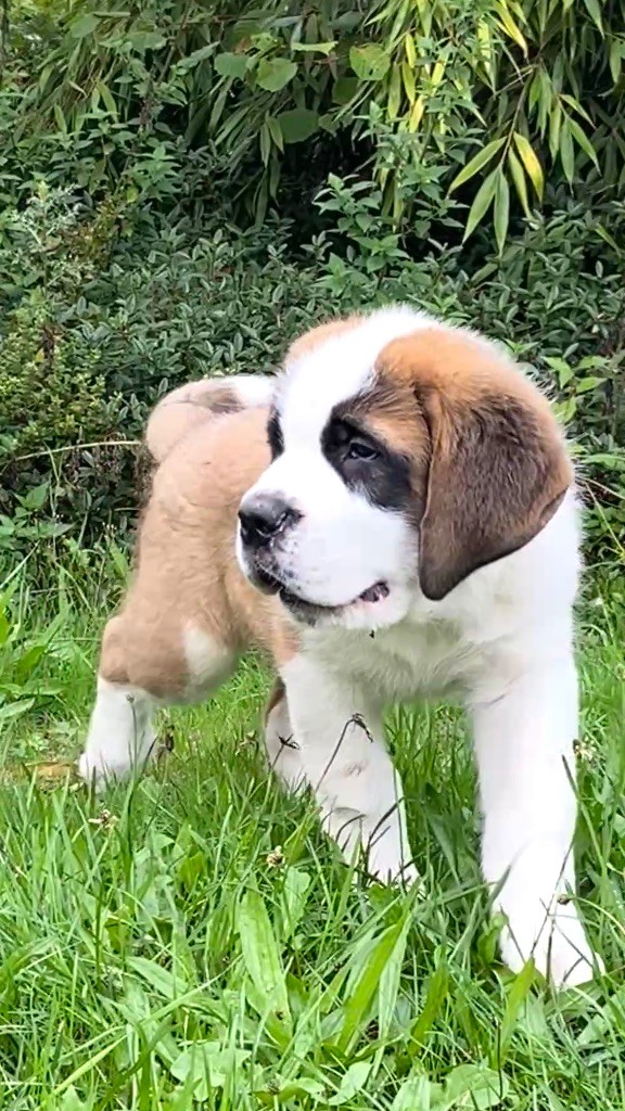 Du Morvan Des Lacs - Chiots disponibles - Chien du Saint-Bernard
