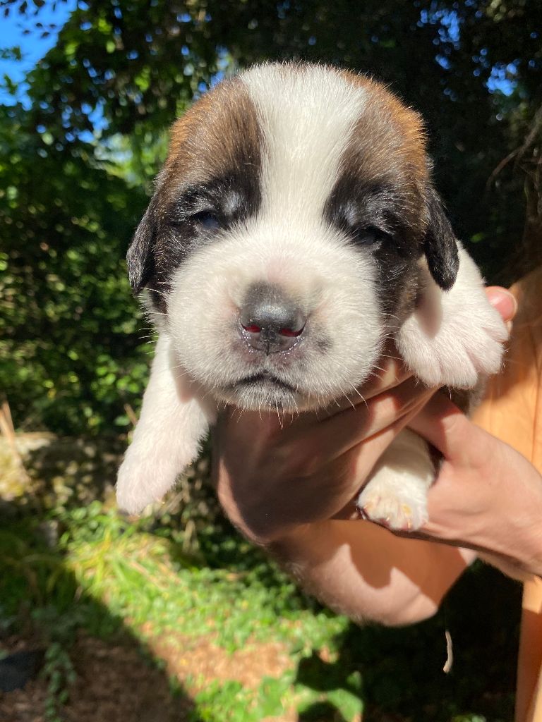 Du Morvan Des Lacs - Chiots disponibles - Chien du Saint-Bernard
