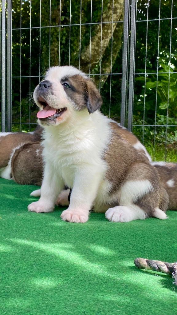 Du Morvan Des Lacs - Chien du Saint-Bernard - Portée née le 29/05/2024