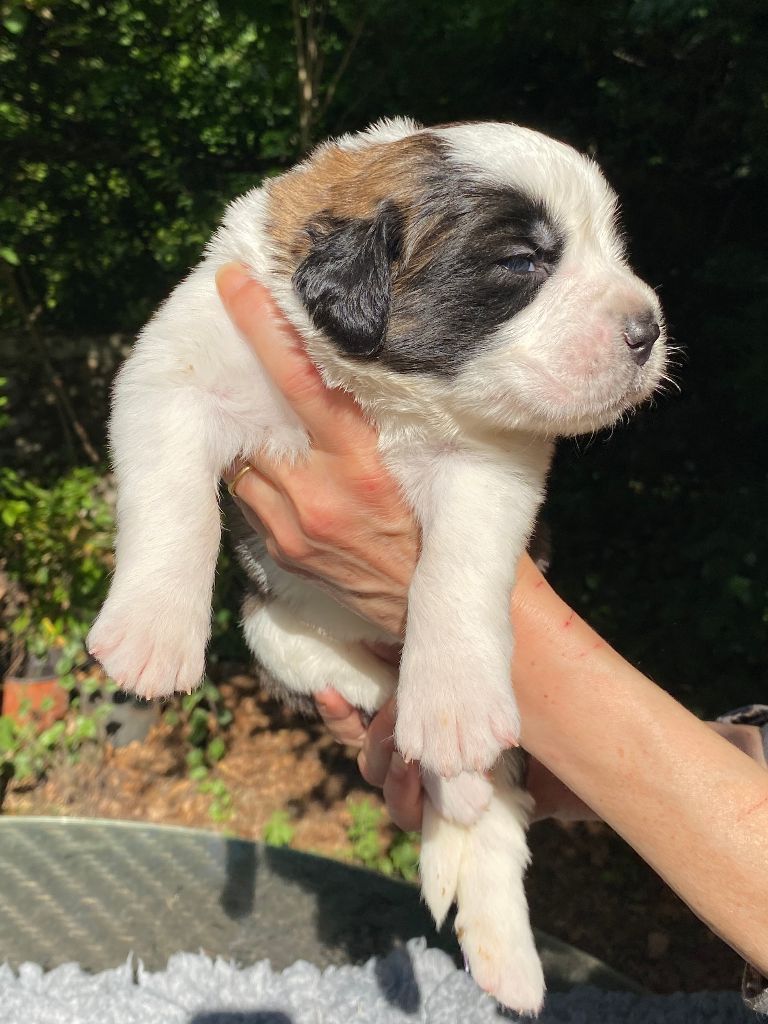 Du Morvan Des Lacs - Chiots disponibles - Chien du Saint-Bernard