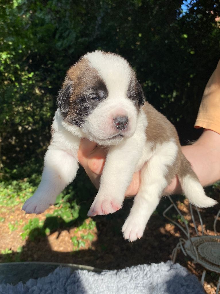 Du Morvan Des Lacs - Chiots disponibles - Chien du Saint-Bernard