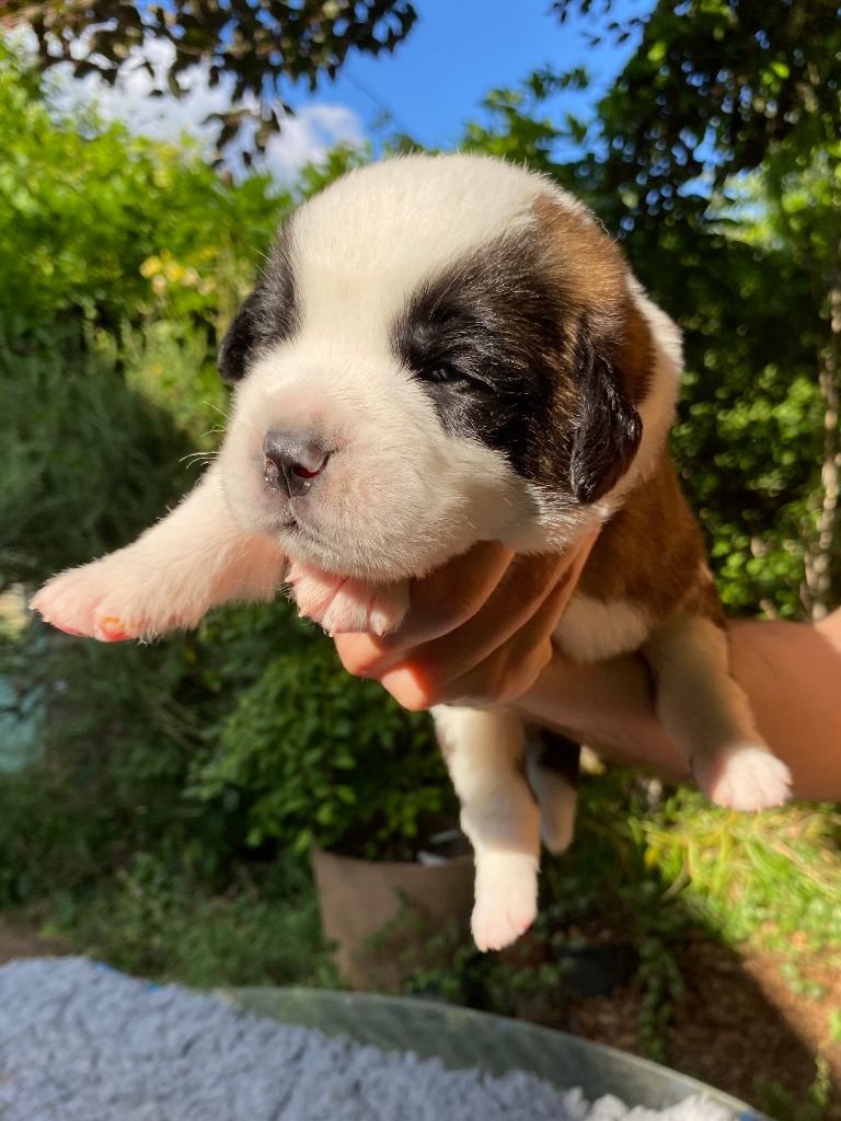 Du Morvan Des Lacs - Chiots disponibles - Chien du Saint-Bernard