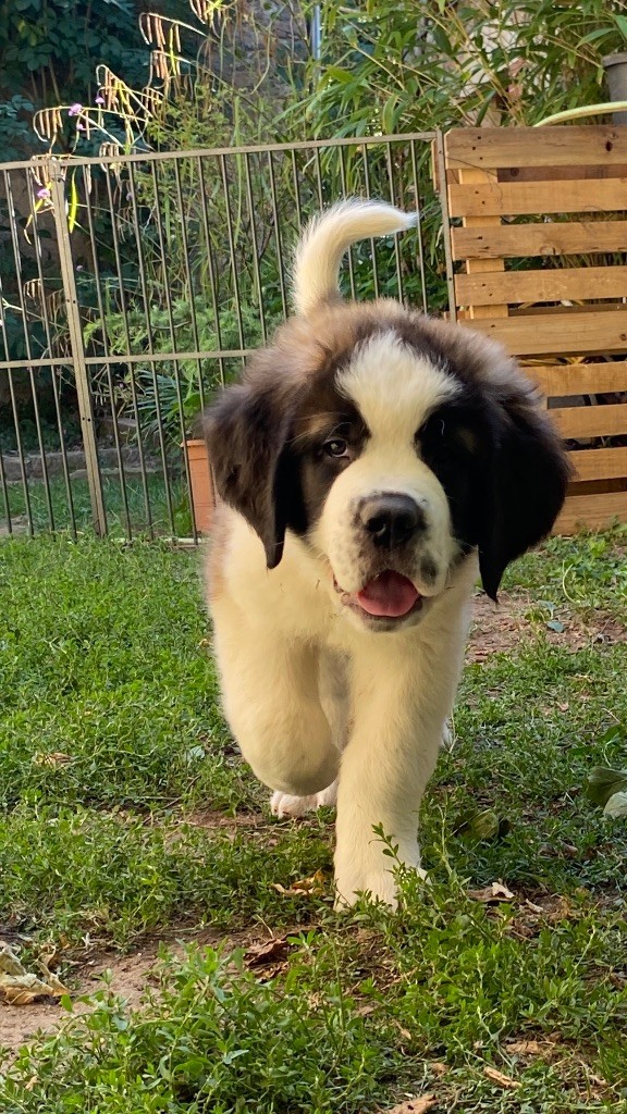 Du Morvan Des Lacs - Chiots disponibles - Chien du Saint-Bernard
