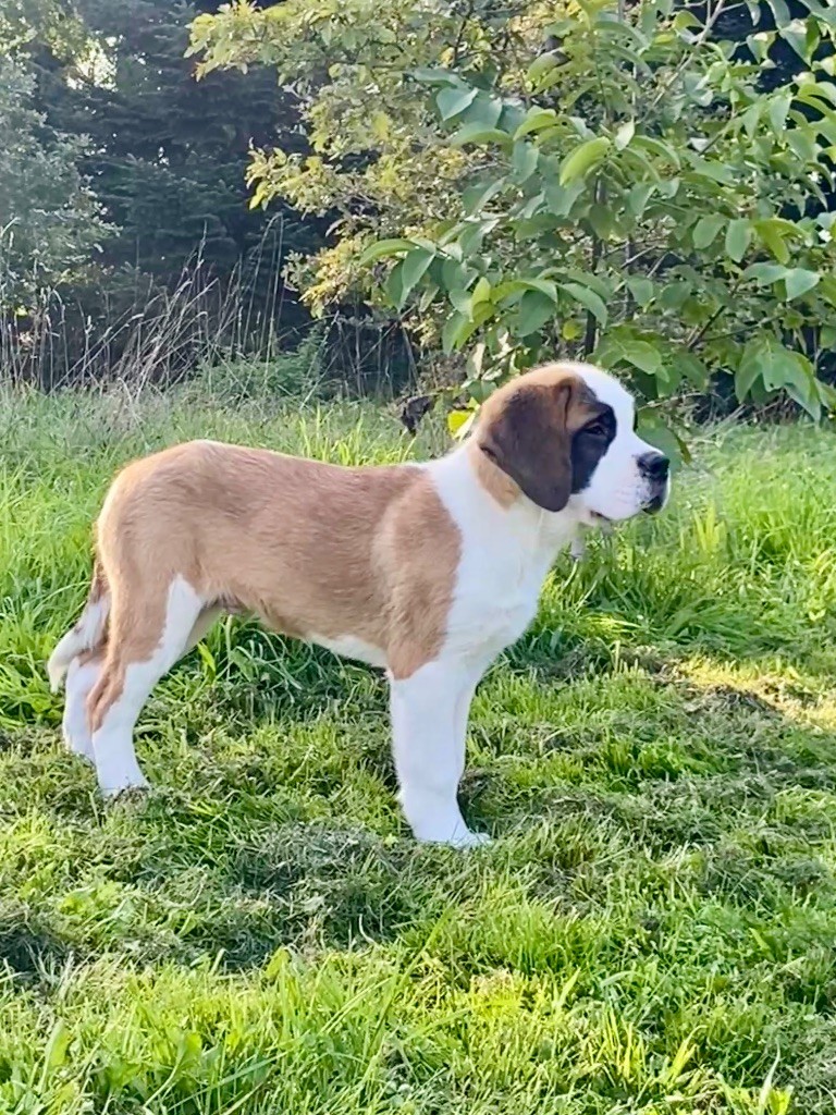 Du Morvan Des Lacs - Chiots disponibles - Chien du Saint-Bernard